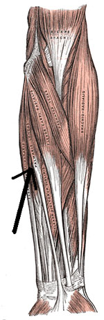 Palmaris Longus muscles
