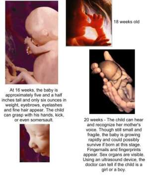 Unborn baby at various stages of development