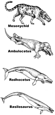 Alleged sequence of land mammal to whale transition