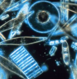 Diatoms, magnified