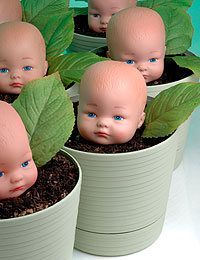 cloned babies?