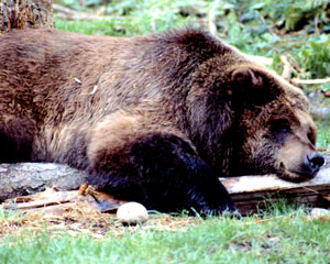 A grizzly bear