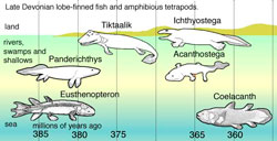 Lobe-finned fish and amphibians, according to evolutionary order