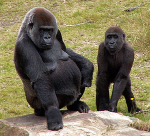 A pregnant gorilla