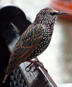 Common starling in London