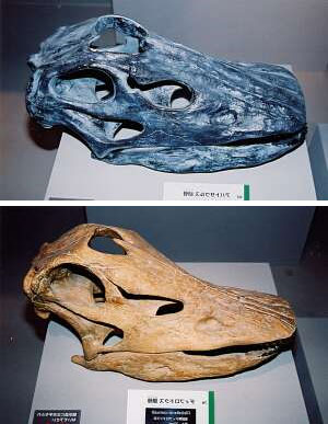 Apatosaurus and Diplodocus skulls