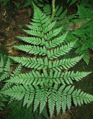 Figure 3. Fossils of tropical plants like this modern fern are often found in areas that were near the North or South poles. Photo of Dickensonia antarctica.SylviaSmartt