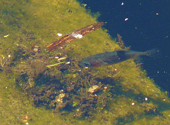The stickleback—an evolutionary ‘superstar’? Charles Darwin did not mention the stickleback in his 1859 On the Origin of Species. In his subsequent writings, Darwin briefly referred to the stickleback when he was struggling with the question of how animals select mates, and the male stickleback’s devoted care of the young. But today, the stickleback has become an ‘icon’ of evolution.