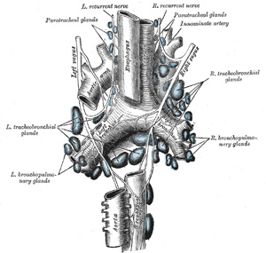 Recurrent laryngeal nerve