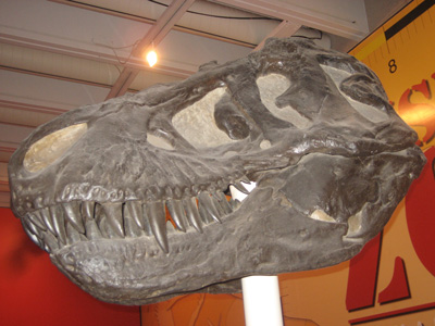Theropod skull