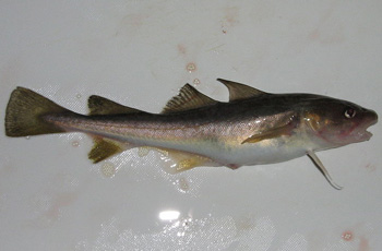 The Atlantic tomcod only benefits from its information-losing mutation in the heavily polluted Hudson River.