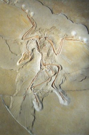 Photo of the second find, Bayerische Staatssammlung für Paleontologie und historische Geologie