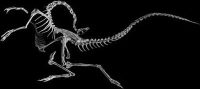 This Struthiomimus dinosaur died in the classic ‘dead dino posture’—head back, tail extended, with hind limbs bent.