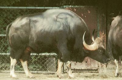 Male gaur
