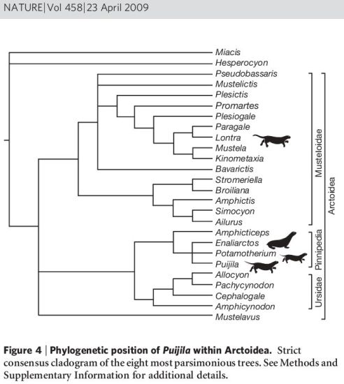 Figure 4 from the Nature paper, showing the cladogram that suggests Puijila was a pinniped