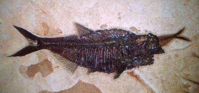 fossil-fish