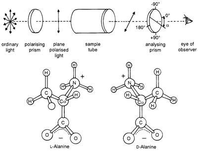 Optical activity and chirality. Ordinary light consists of waves vibrating in all possible directions perpendicular to its path. Certain substances will selectively transmit light waves vibrating only in a specific plane — plane polarised light. Most compounds isolated from natural sources are able to rotate the plane of polarised light a characteristic number of degrees for any specific substance. The significance of this phenomenon to molecular biology and the origin of life is that stereoisomers, molecules of identical but mirror image structure, possess such ‘optical activity’. For example, in the case of the stereoisomers of the amino acid alanine shown above, L-alanine will rotate the plane of polarised light in the opposite direction to Dalanine. Why biological systems utilise exclusively levorotatory (left-handed) amino acids and dextrorotatory (right-handed) sugars remains unfathomable. Mixtures of organic compounds synthesised in Urey-Miller type experiments always consist of racemic (equal amounts of left-and right-handed) mixtures.