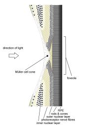 Human fovea in cross section; click to see larger version