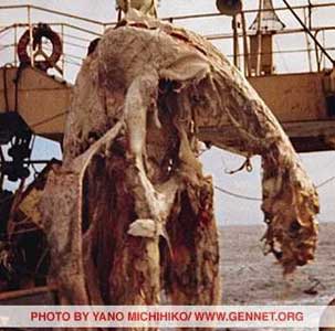 Yano’ photo of Zuiyo Maru ‘plesiosaur’ carcass