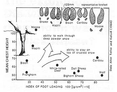 Fig 3: Ability of animals to walk through deep snow or to stay on top of crusted snow depends on foot loading and chest height