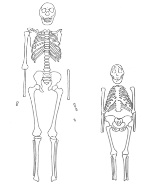 Homo erectus skeleton