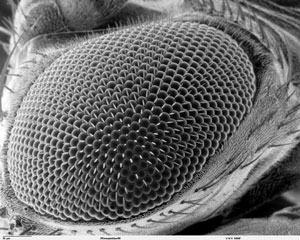 The compound eye of a fruit fly