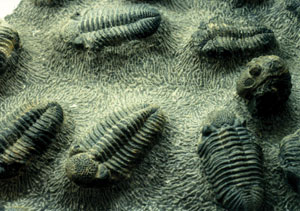 Cambrian fossils -- trilobites