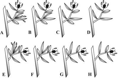Retrogression of Panicoid grass spikelets.
