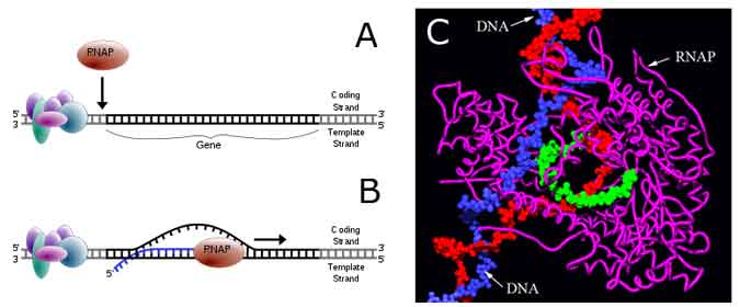 Transcription (copying) of information from a DNA molecule onto a messenger RNA
molecule