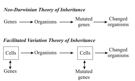 neo-Darwinian theory, genes produce organisms, and mutations in genes produce new kinds of organisms