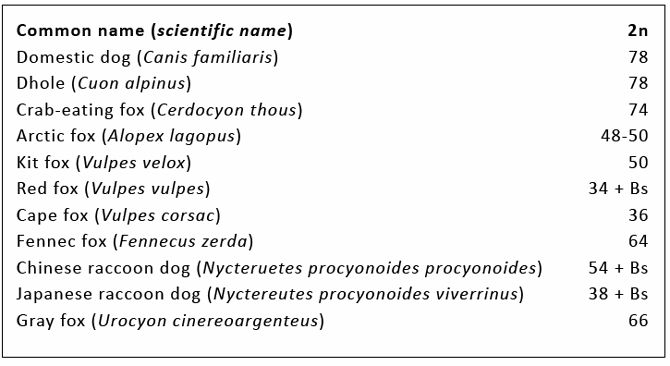 Table 1. List of canid species and their normal diploid (2n) number which were included in a phylogenomic analysis by Graphodatsky et al.