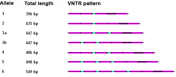 A representation of the variable number tandem repeat (VNTR) patterns in exon 3 of the dopamine receptor D4 (DRD4) gene for seven dog alleles (after Hejjas et al.23).