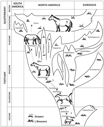 Figure 1. Evolutionary tree of the horse constructed by George Gaylord Simpson in 1951. The tree was later simplified, but has recently become even more branched and confusing with the addition of more members as a result of new fossil finds (see ref. 2). Possible evolutionary gaps are here marked with a question mark. Equus = modern horse.