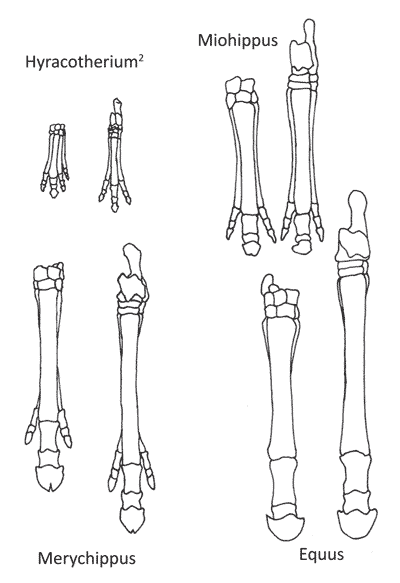 Figure 2. The legs of horses, which are taken as support for evolution. The left leg in each pair in the picture is from the front, and the right leg is from the rear.6