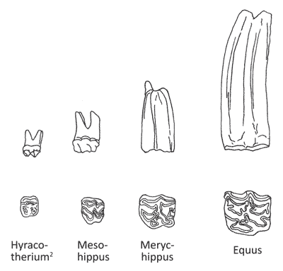 Figure 3. Tooth construction in leaf-eating (the two on the left) and grass-eating horses (the two on the right)