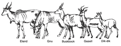 Figure 5. From left to right, Eland, Gnu, Bushbuck, Gazelle and Dik-dik. Even animals alive today can be arranged into a hypothetical evolutionary series, since variations in the skeleton within one group of animals often overlap with the variation in other groups within the same family. This does not prove, however, that any individual animal has evolved into another.