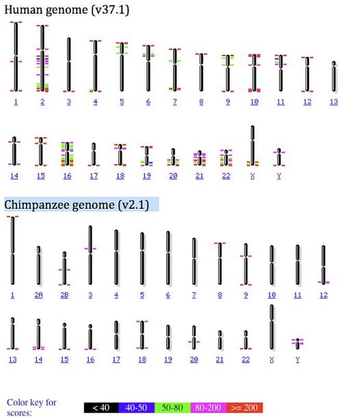 Figure 3. BLASTN results against the most recent builds of the human and chimpanzee genomes using a 798 bp human query sequence representing the core of the chromosome 2 fusion region.