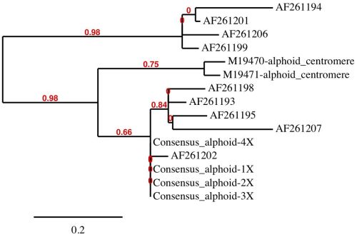 Figure 4. PhyML result with tree rendering by TreeDyn involving the nine Chromosome 2 alphoid sequences (prefix = AF) identified by accession numbers submitted to GenBank by Lonoce et al. (2000; unpublished—see genbank accessions at www.ncbi.nlm.nih.gov). The 171 bp consensus alphoid is included as a monomer and as repeats (2X, 3X, 4X). Two human alphoid sequences representing functional centromeric fragments identified by accession number are also included (prefix = M).
