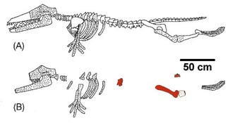 Reconstruction of Ambulocetus natans 