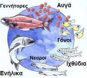 pacific salmon life-cycle diagram