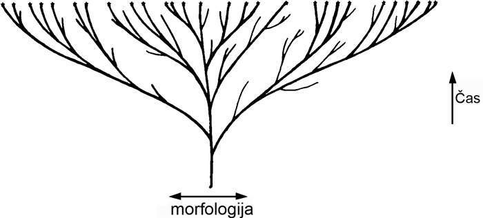  The evolutionary ‘tree’