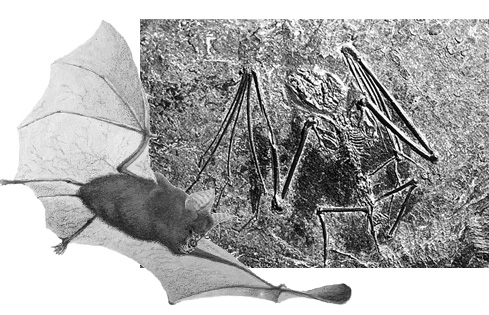 Palaeochiropteryx tupaiodon